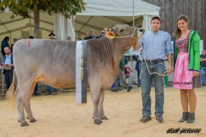 Rinderchampion Nino Nora von Roos Walter